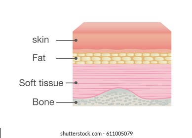 Normal Skin Anatomy of Human. Ideal for medical Illustration and science.