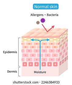 normal skin cell layer. Skin barrier helps retain moisture and protect from external stimuli. Healthy and beauty skin care concept
