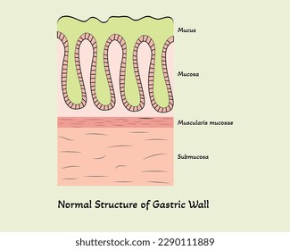 Normal structure of Gastric Wall Vector