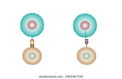 Célula T normal y receptor de antígenos quiméricos T, célula T CAR, para uso en inmunoterapia. quimioterapia. ilustración vectorial.