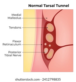 Normal Tarsal Tunnel Science Design Vector Illustration