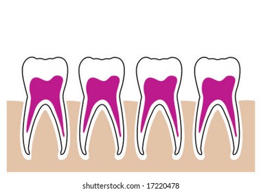 Normal Teeth Group