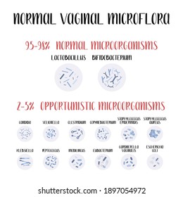 Microflora vaginal normal, lactobacilo, bifidobacterio. Microorganismos patógenos normales y oportunistas, infección. Sistema reproductivo femenino. Ginecología. Ilustración de dibujos animados planos vectoriales