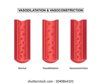 Normal, vasodilatación y vasoconstricción vascular, ilustración vectorial