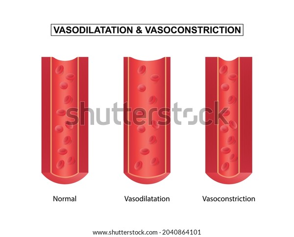 642 Vasodilatation Images, Stock Photos & Vectors | Shutterstock