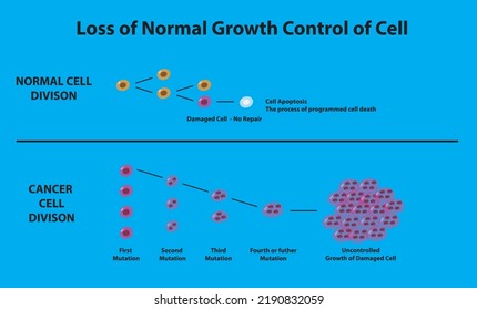 Normal Vs Cancer Cell Division. Loss Of Normal Growth Control Of Cell. Mutation Of Cell Vs Cell Apoptosis