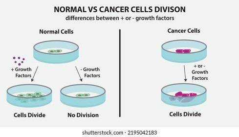 Normal vs Cancer Cells Division, differences between positive or negative growth factors
