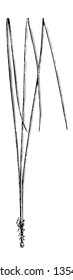 Normally Tallleph pine leaves found in the South Atlantic and Gulf states are 3 to 9 inches in length in a bundle vintage line drawing or engraving illustration.