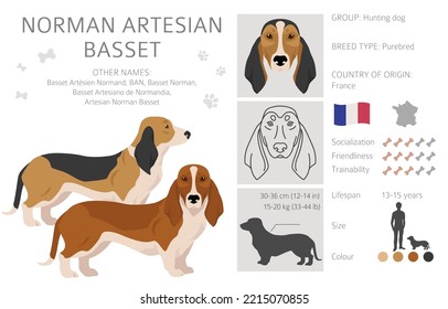 how do basset artesien normand hunt