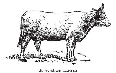 Norman cattle breed, vintage engraved illustration. Dictionary of words and things - Larive and Fleury - 1895.