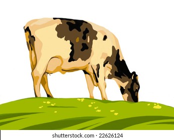 norman cow on a pasture