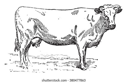 Normande cow, vintage engraved illustration. Dictionary of words and things - Larive and Fleury - 1895.
