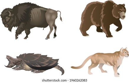 Norrh American Endemic Wild Life  
 Animal , Bison, Bear, Snapping Turtle, Cougar - Vector