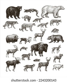 North America animal set. Wolves, bears, crocodiles, foxes, deer, leopards, rabbits, squirrels, bison and many more. Black and white. Vector art illustration. Wildlife mammals. Natural object.