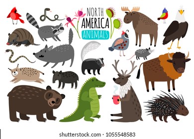 North american animals. Animal graphics of North America, american bison and skunk, cute moose and lynx, raccoon and porcupine isolated on white background