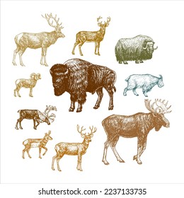 North american animals, bison, moose, deer, goat, elk, muskox, bighorn sheep