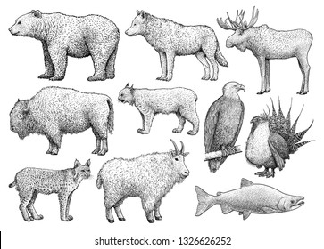 North American animals collection, illustration, drawing, engraving, ink, line art, vector