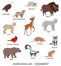 North American animals set with titles. Wildlife North America. Bald eagle, ferret, opossum, bison, lynx, deer, wolf, northern cardinal, dasypus, raccoon, skunk, bear, chipmunk. Isolated illustration