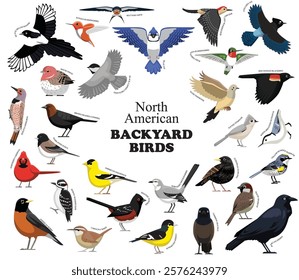 North American Backyard Birds Set Vector Collection