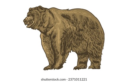 North American Bear Vector Set