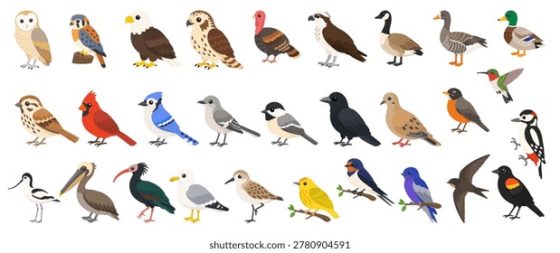 North American birds collection in cute flat vector style featuring bald eagle, cardinal, blue jay, pelican, owl, crow and duck wildlife icons