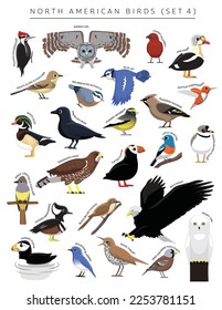 North American Birds Set Cartoon Vektor Character 4