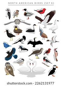 North American Birds Set Cartoon Vector Character 6