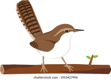 North American birds, vector cute brown Bewick's Wren bird perching on the tree branch with bar tail strips at the white background, bird and be separated from a tree branch