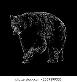 north american black bear hand drawing vector isolated on black background.