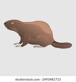 North American brown beaver illustration