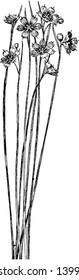 North American grass like mostly blue-flowered herbs has mostly basal leaves and several 6-parted flowers usually from a single bract, vintage line drawing or engraving illustration.