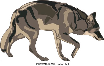 North American gray wolf.