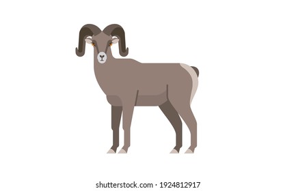 North American native animal Bighorn Sheep ram (Ovis canadensis) side angle view, flat style vector illustration isolated on white background