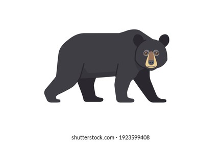 North American native animal Black Bear (Ursus americanus) walking in side angle view, flat style vector illustration isolated on white background
