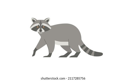 North American native animal Raccoon (Procyon lotor) side angle view, flat style vector illustration isolated on white background