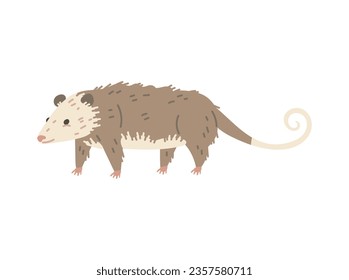 North American opossum wild animal character, flat cartoon vector illustration isolated on white background. Wildlife and fauna of North American representative.