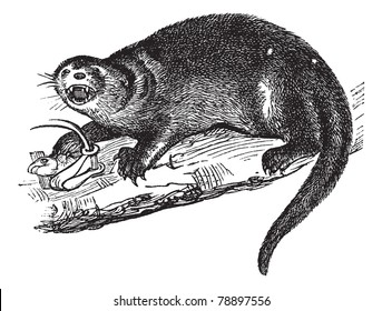 North American river otter, Lontra canadensis, American otter, Lutra canadensis, Northern river otter, Canadian otter or land otter, vintage engraving. Trousset encyclopedia (1886 - 1891)