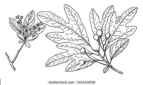 North American tree of the laurel family (Lauraceae), the aromatic leaf, bark, and root of which are used as a flavouring, as a traditional home medicine, and as a tea, vintage line drawing