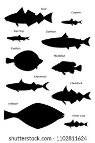 North Atlantic fish silhouettes. Vector images set.