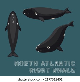 North Atlantic Right Whale Cartoon Vector Illustration