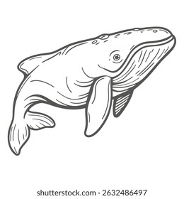 North Atlantic Right Whale Line Art Illustration