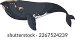 North Atlantic Right Whale vector illustration