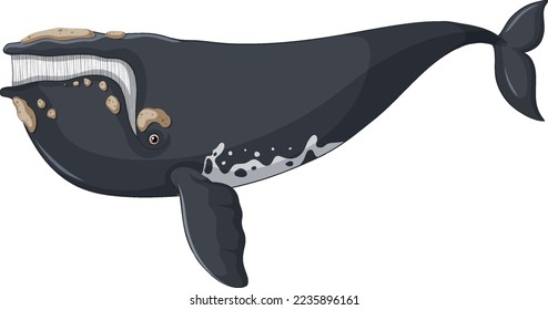North Atlantic Right Whale vector illustration