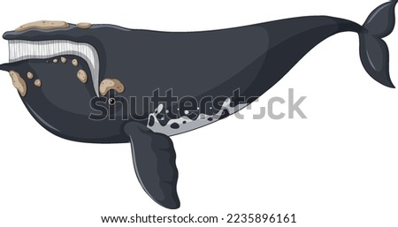 North Atlantic Right Whale vector illustration