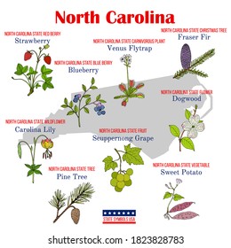 North Carolina. Set of USA official state symbols. Vector hand drawn illustration