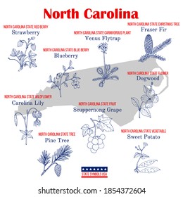 North Carolina. Set of USA official state symbols. Vector hand drawn illustration