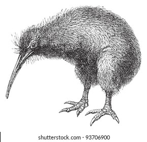 North Island Brown Kiwi (Apteryx Mantelli) / vintage illustration from Meyers Konversations-Lexikon 1897