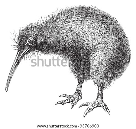 North Island Brown Kiwi (Apteryx Mantelli) / vintage illustration from Meyers Konversations-Lexikon 1897