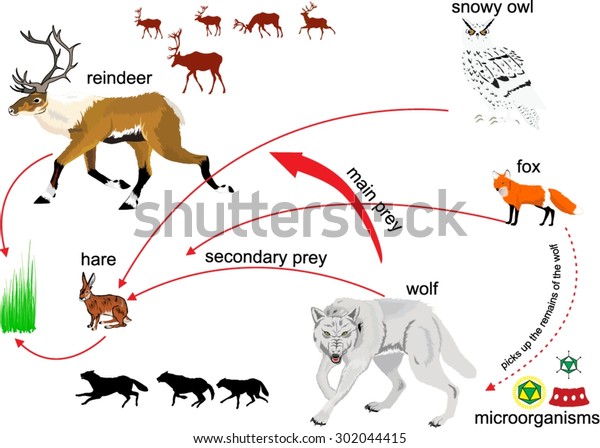 北の自然の生態系のイラスト 食物連鎖と動物間の相互接続 のベクター画像素材 ロイヤリティフリー