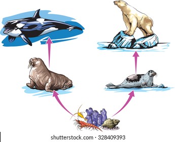 North pole food chain example
